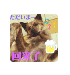 台湾犬が話す日常中国語と日本語。（個別スタンプ：6）