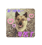 台湾犬が話す日常中国語と日本語。（個別スタンプ：7）