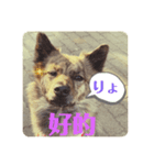 台湾犬が話す日常中国語と日本語。（個別スタンプ：8）