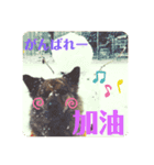台湾犬が話す日常中国語と日本語。（個別スタンプ：9）