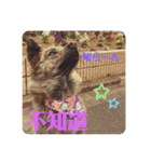 台湾犬が話す日常中国語と日本語。（個別スタンプ：11）