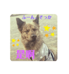 台湾犬が話す日常中国語と日本語。（個別スタンプ：12）