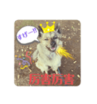 台湾犬が話す日常中国語と日本語。（個別スタンプ：13）
