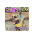 台湾犬が話す日常中国語と日本語。（個別スタンプ：15）