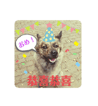 台湾犬が話す日常中国語と日本語。（個別スタンプ：16）