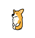 corgi-plus3（個別スタンプ：1）