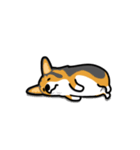 corgi-plus3（個別スタンプ：2）