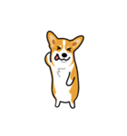 corgi-plus3（個別スタンプ：5）