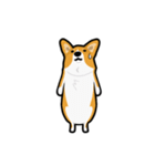 corgi-plus3（個別スタンプ：8）