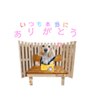 Mダックスノアスタンプ①（個別スタンプ：25）