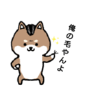 リーゼント柴犬（個別スタンプ：10）