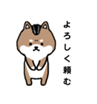 リーゼント柴犬（個別スタンプ：21）