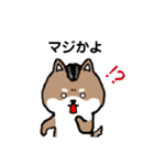 リーゼント柴犬（個別スタンプ：23）