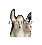 ひめぬこmoff＆mii（個別スタンプ：3）