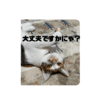 ひめぬこmoff＆mii（個別スタンプ：10）