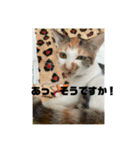 ひめぬこmoff＆mii（個別スタンプ：11）