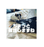 ひめぬこmoff＆mii（個別スタンプ：13）