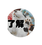 ひめぬこmoff＆mii（個別スタンプ：16）