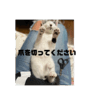 ひめぬこmoff＆mii（個別スタンプ：17）