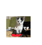 ひめぬこmoff＆mii（個別スタンプ：18）