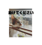 ひめぬこmoff＆mii（個別スタンプ：19）