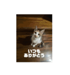 ひめぬこmoff＆mii（個別スタンプ：22）