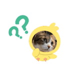 アベポンスタンプ#3（個別スタンプ：1）