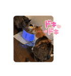 アベポンスタンプ#3（個別スタンプ：7）