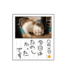 アベポンスタンプ#3（個別スタンプ：10）