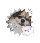 ワンコがいっぱい（個別スタンプ：2）