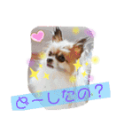 ワンコがいっぱい（個別スタンプ：3）