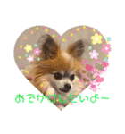 ワンコがいっぱい（個別スタンプ：4）