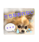 ワンコがいっぱい（個別スタンプ：5）