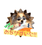 ワンコがいっぱい（個別スタンプ：6）