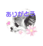 ワンコがいっぱい（個別スタンプ：13）