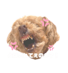 ココたん＆よもぎまる＆もんぢゃ1（個別スタンプ：1）