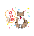 ちょこっと可愛い柴犬の日常（個別スタンプ：7）