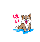 ちょこっと可愛い柴犬の日常（個別スタンプ：19）