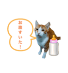 ツナとマヨ（個別スタンプ：1）