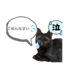 ツナとマヨ（個別スタンプ：6）
