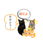 ツナとマヨ（個別スタンプ：8）