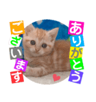 ねこまーち プリンセスクリーム（個別スタンプ：2）