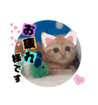 ねこまーち プリンセスクリーム（個別スタンプ：3）