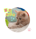 ねこまーち プリンセスクリーム（個別スタンプ：7）