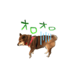 デブじゃない！私はぽっちゃり系柴犬だぁ（個別スタンプ：8）