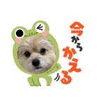 我が家のハーフ犬ポメチ⑩（個別スタンプ：1）