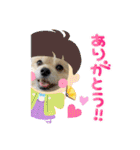 我が家のハーフ犬ポメチ⑩（個別スタンプ：5）