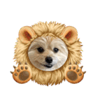 我が家のハーフ犬ポメチ⑩（個別スタンプ：7）