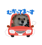 我が家のハーフ犬ポメチ⑩（個別スタンプ：11）