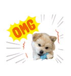 我が家のハーフ犬ポメチ⑩（個別スタンプ：13）